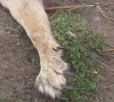 Cruzime extremă: au spânzurat un câine pentru că îi împiedica să fure
